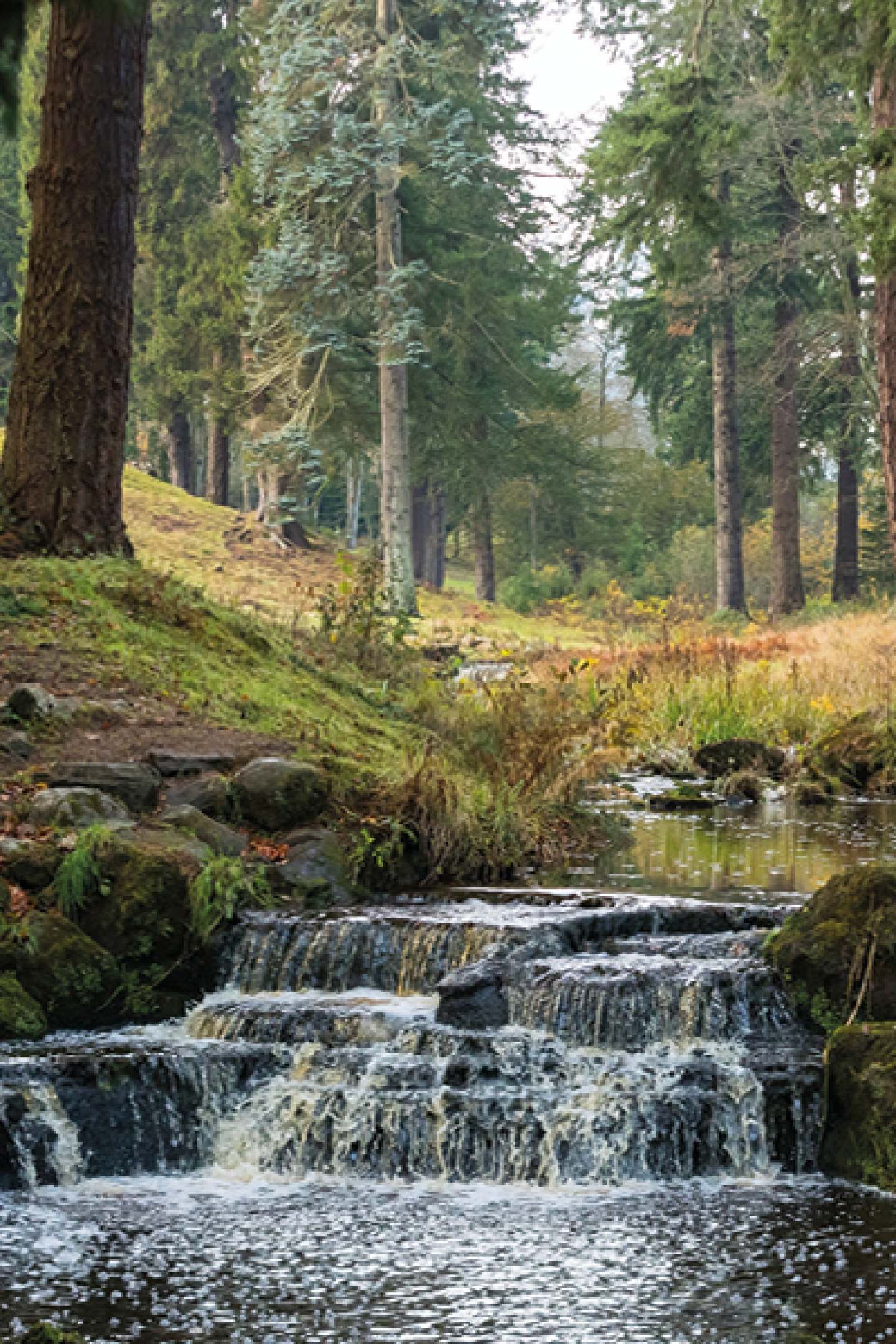 Debdon Burn, trees and waterfall