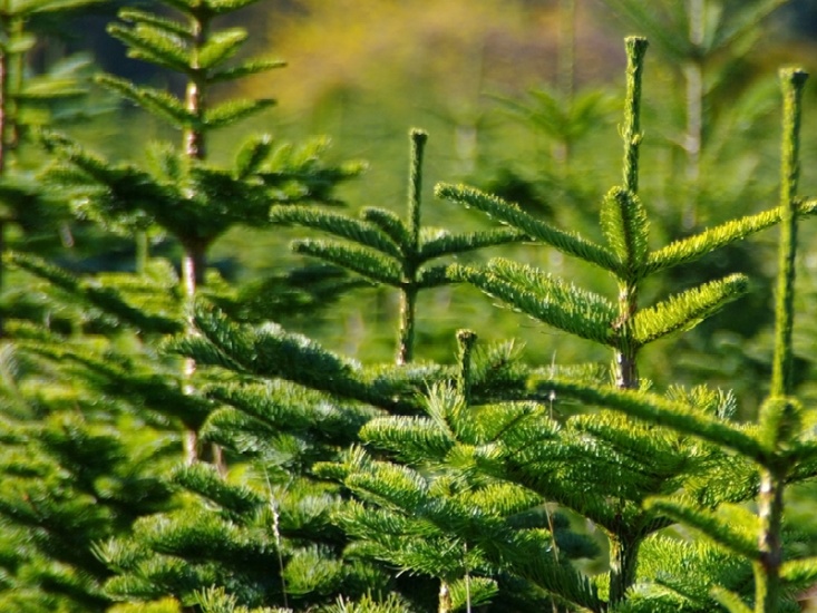 Christmas trees growing