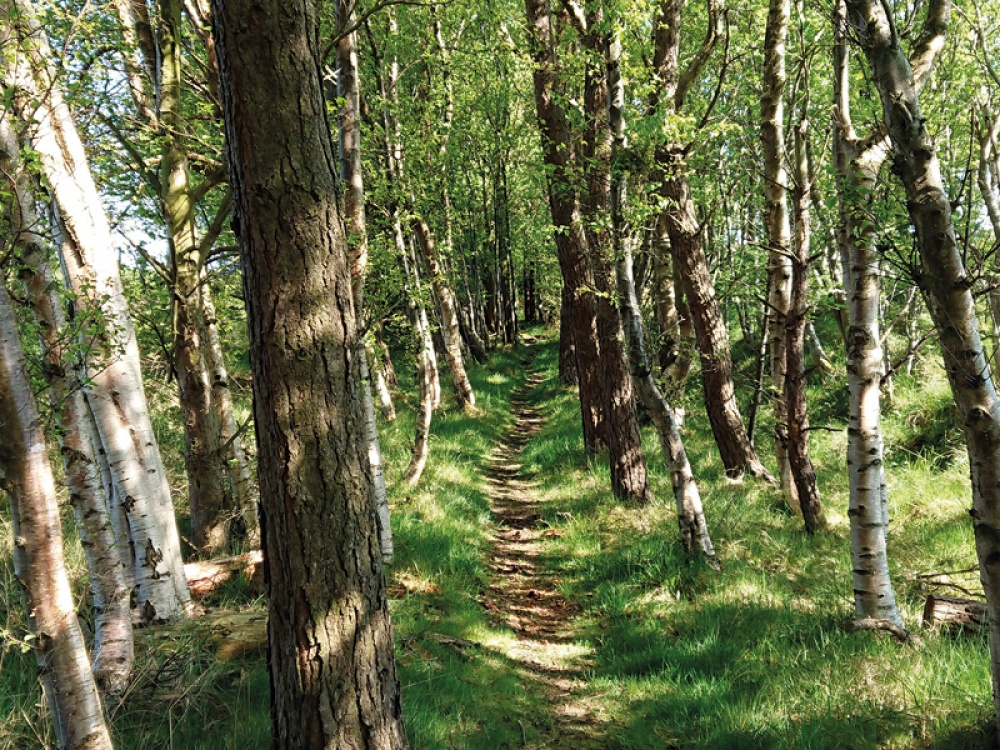 The Wannie Line Walk