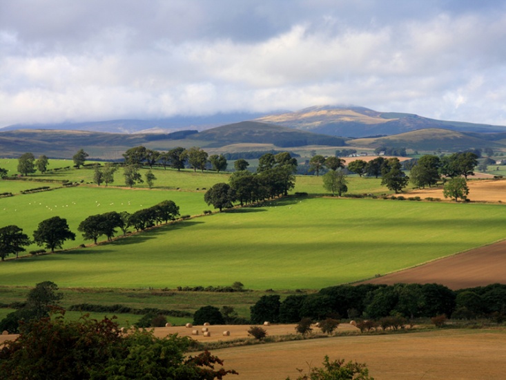 Cheviots
