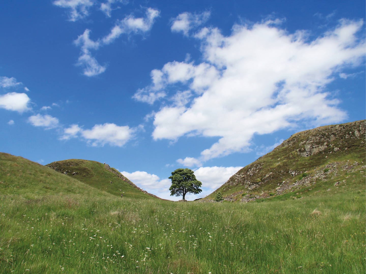 The tree at Sycamore Gap