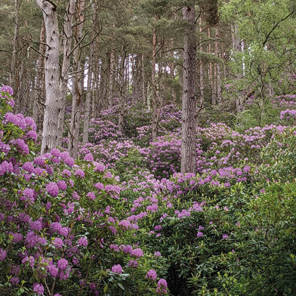Rhododedrons growing between the trees on the grounds
