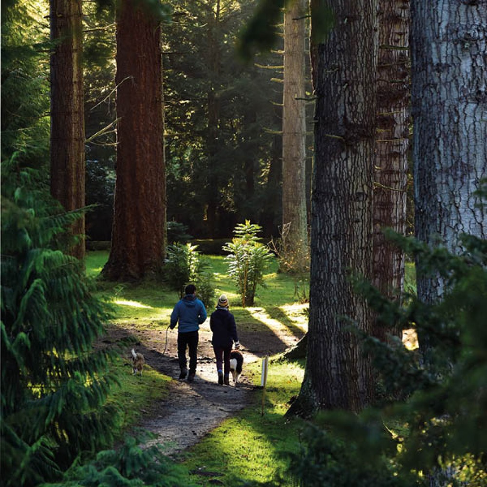 A couple with dogs enjoying a stroll under towering trees in the Pinetum