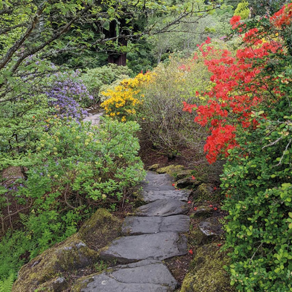 Rhododedrons line the paths of the Rock Garden