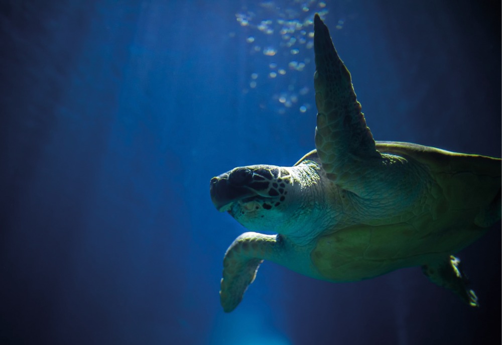Turtle at The Deep