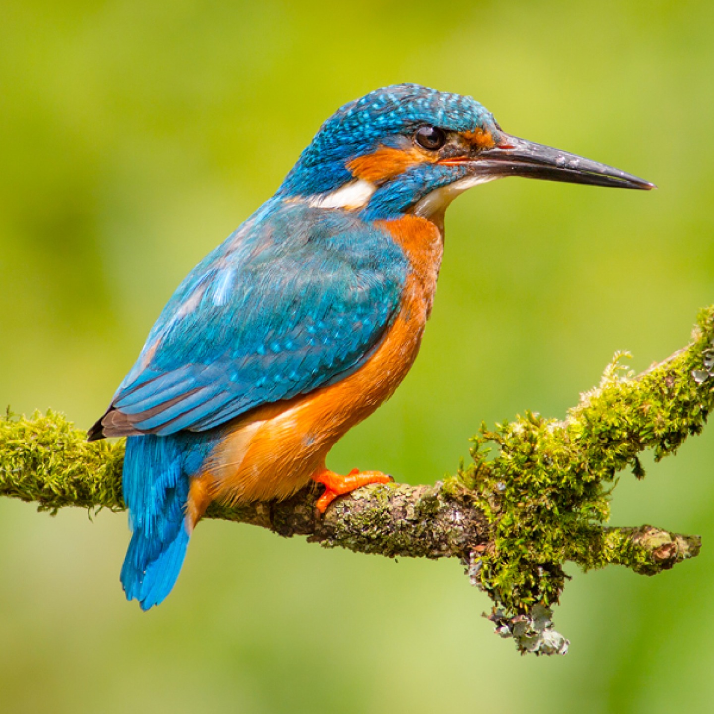 Kingfisher at Plessey Woods Country Park
