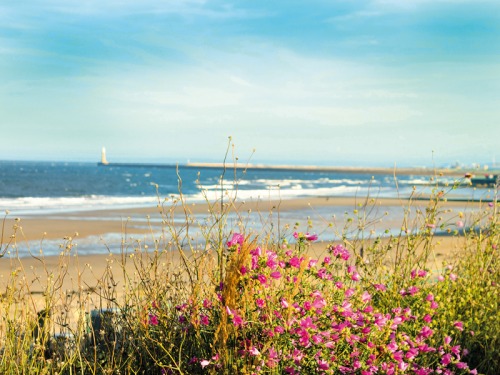 Plan The Perfect Day Out at These Wearside Beaches