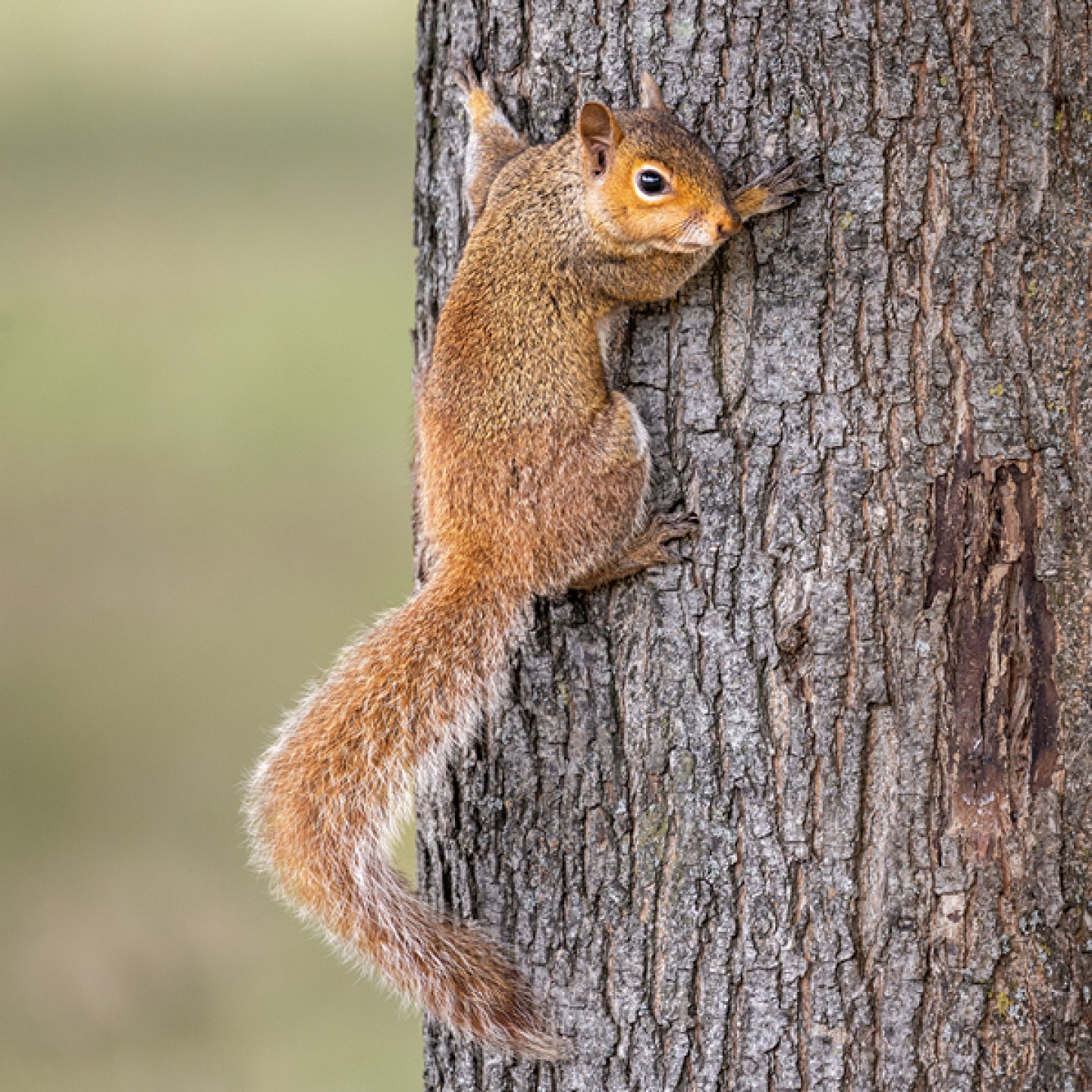 Red squirrel climbing a tall tree