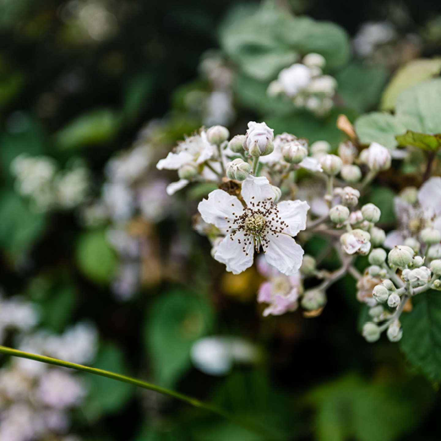 Durham Heritage Coast white flowers prunus ceramides