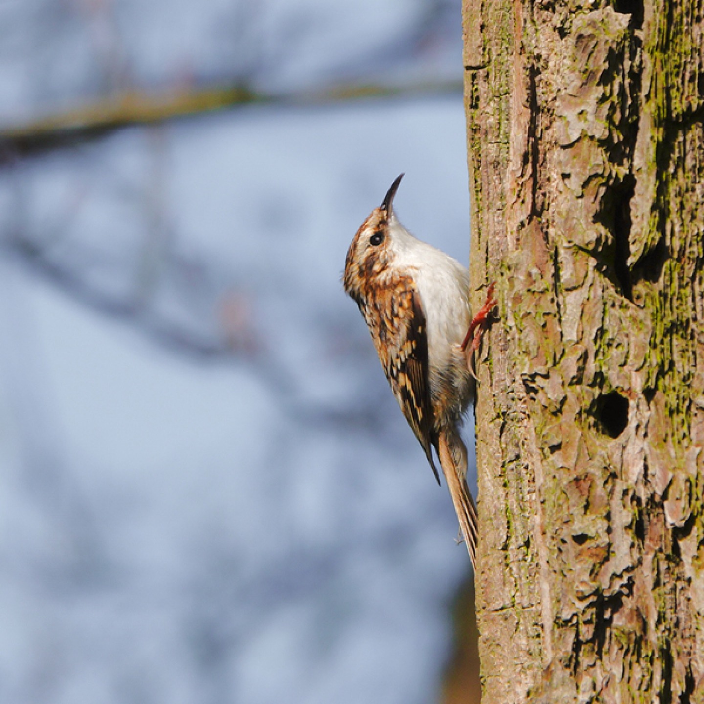 A Treecreeper hunting for insects and spiders on a tree trunk