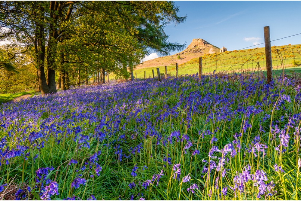 Newton Wood and Roseberry Topping