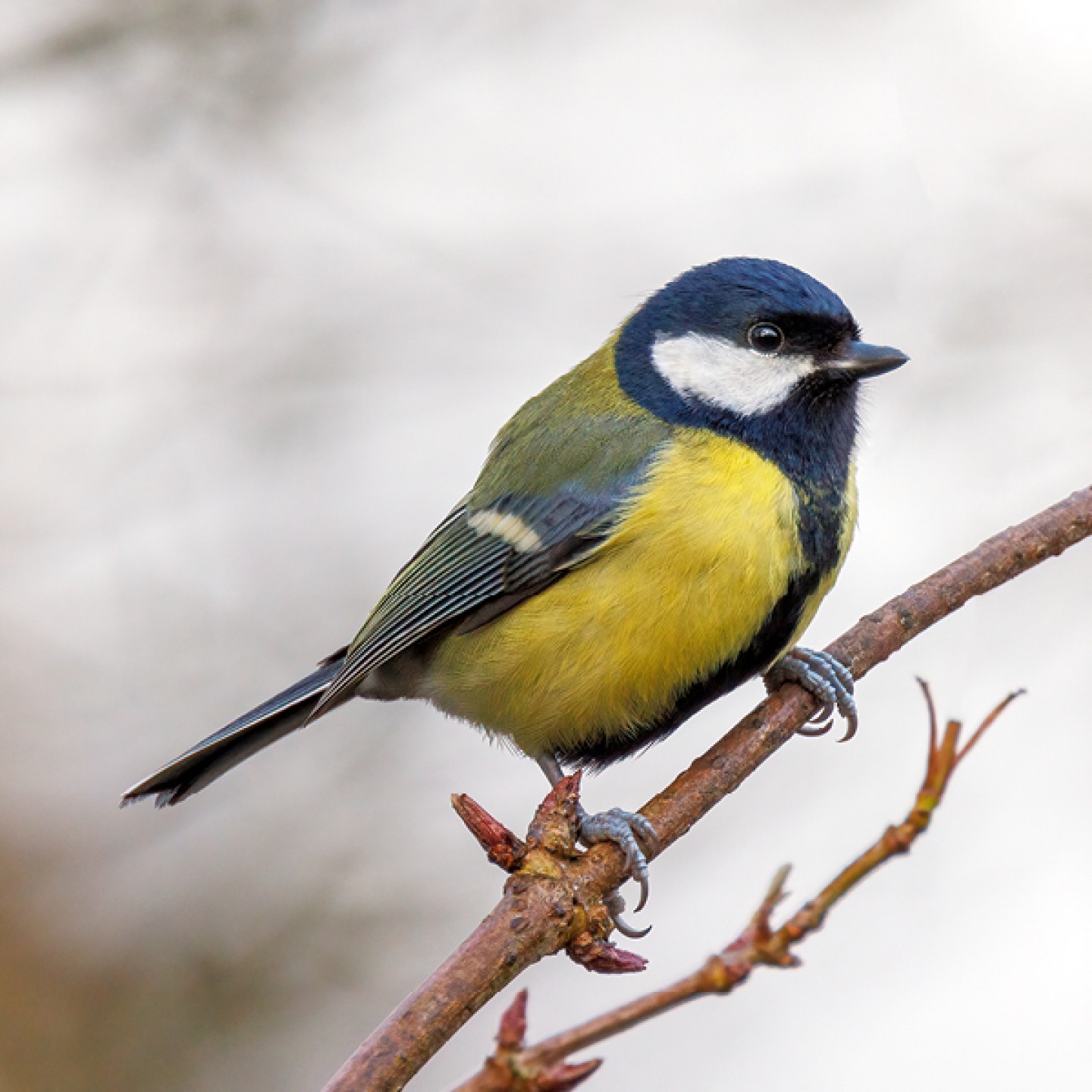 A colourful male Great Tit, perched on a budding twig