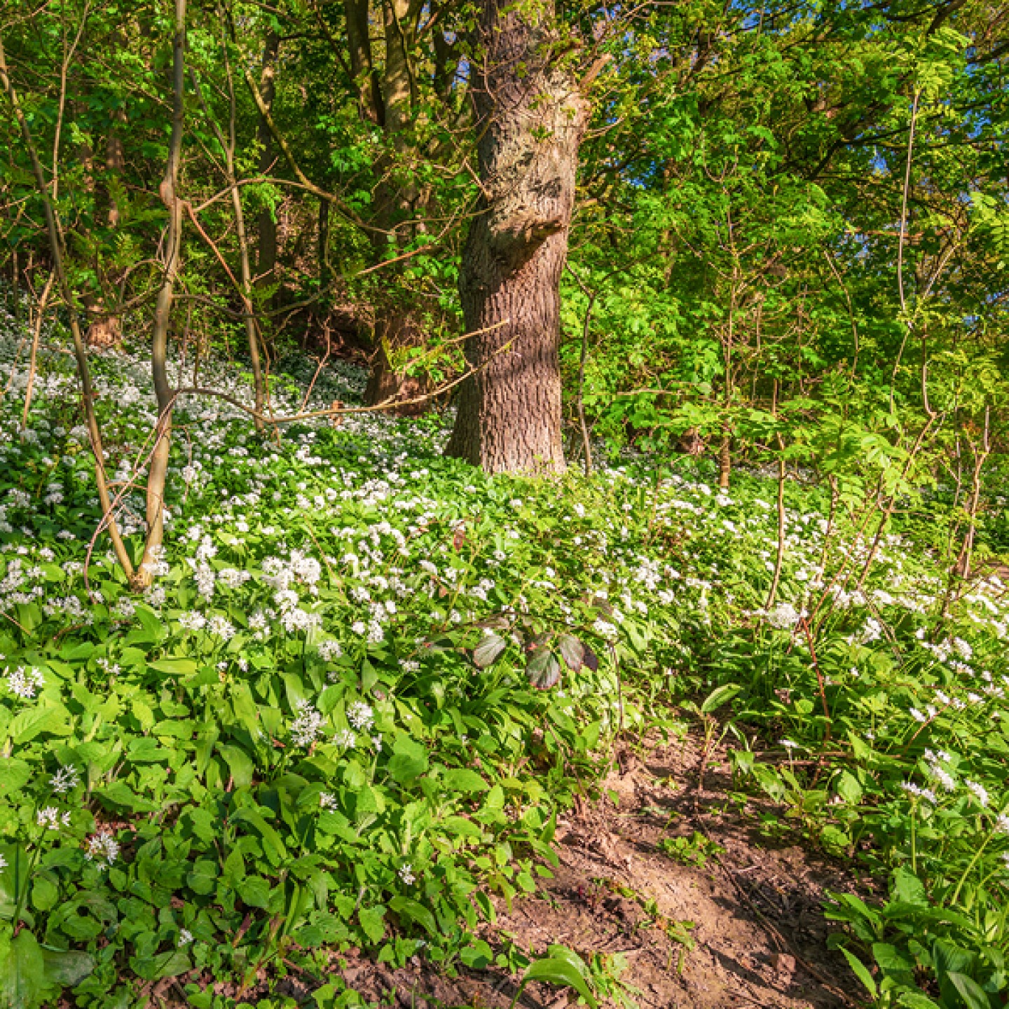 Wild Garlic in Newton Wood
