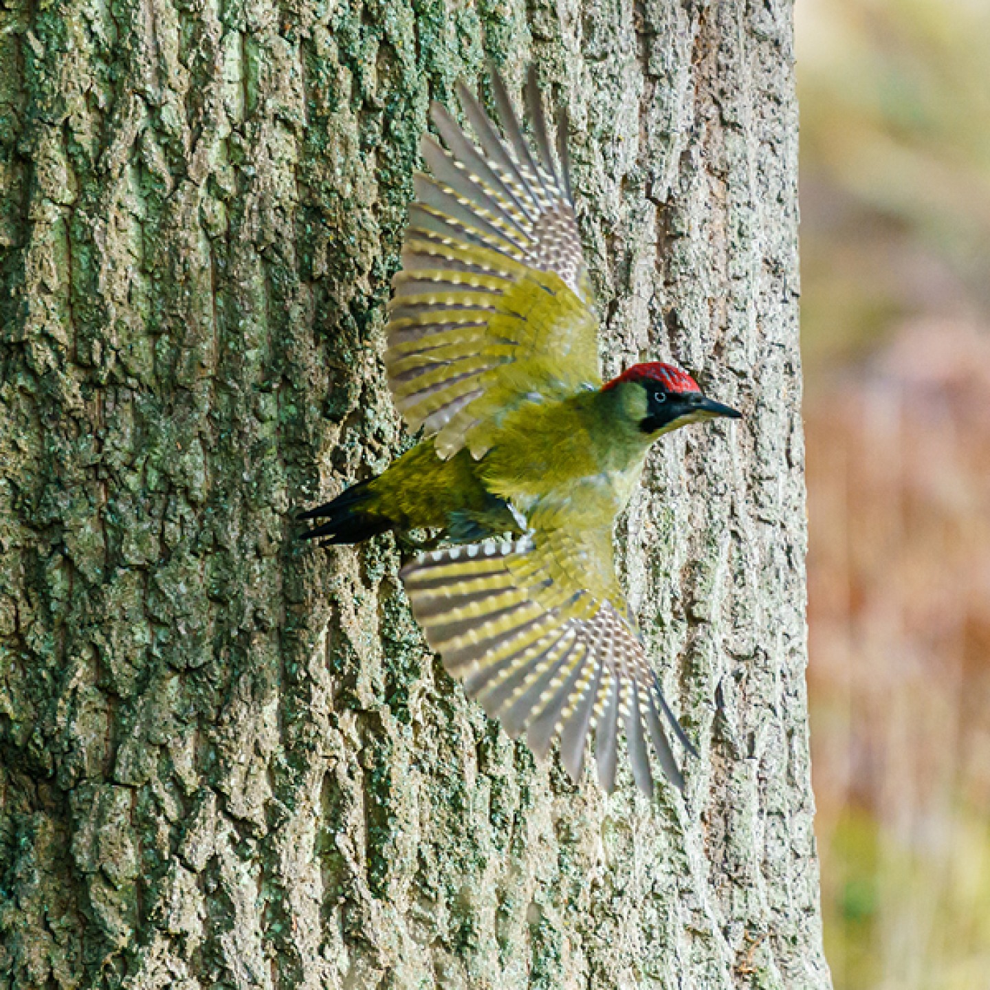 Green Woodpecker (Picus viridis) taking off from a tree