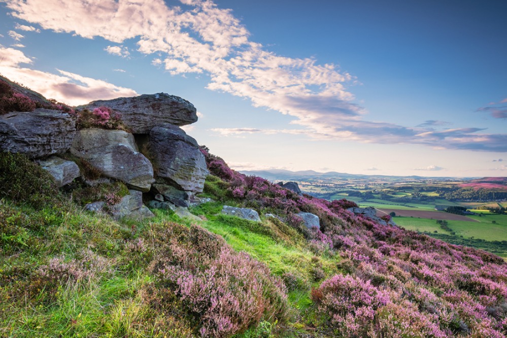 Simonside Hills with purple heather
