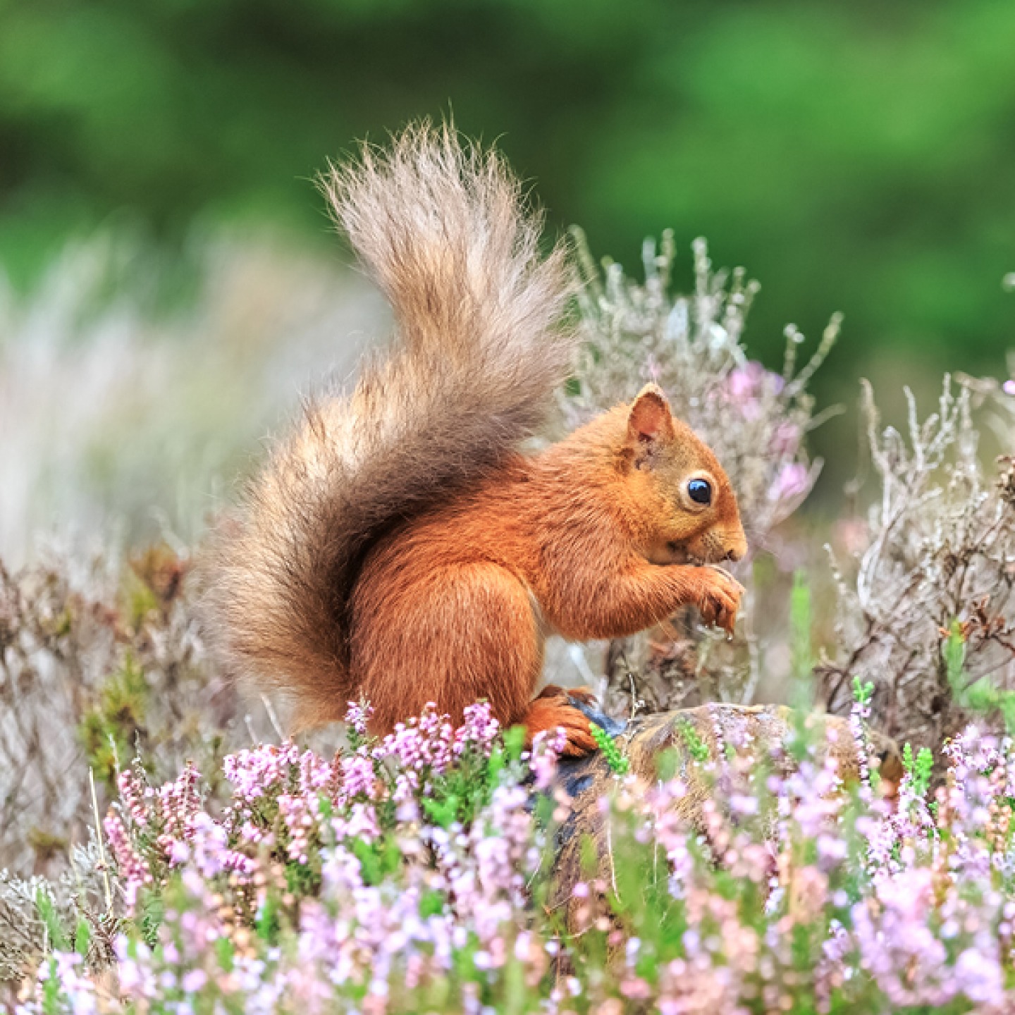 Red squirrel in purple heather