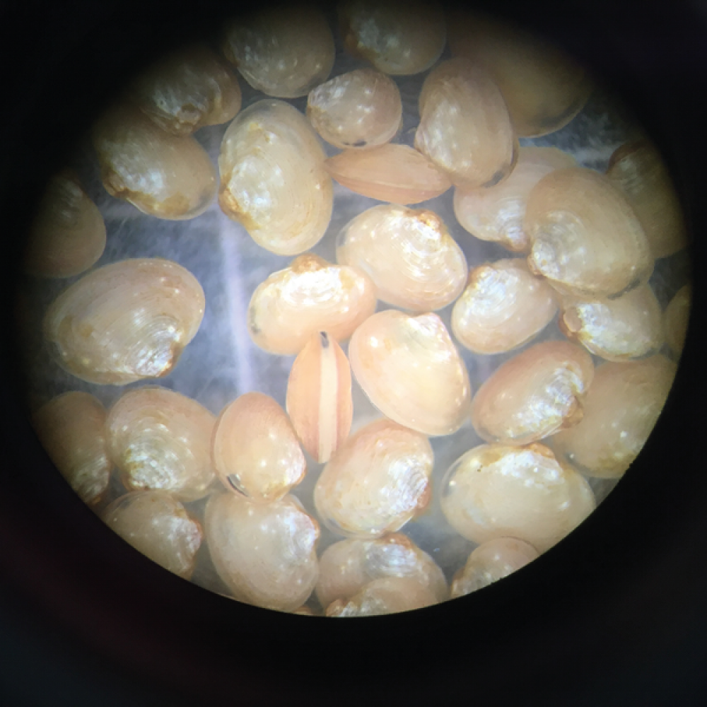 Mussels under microscope © Environment Agency