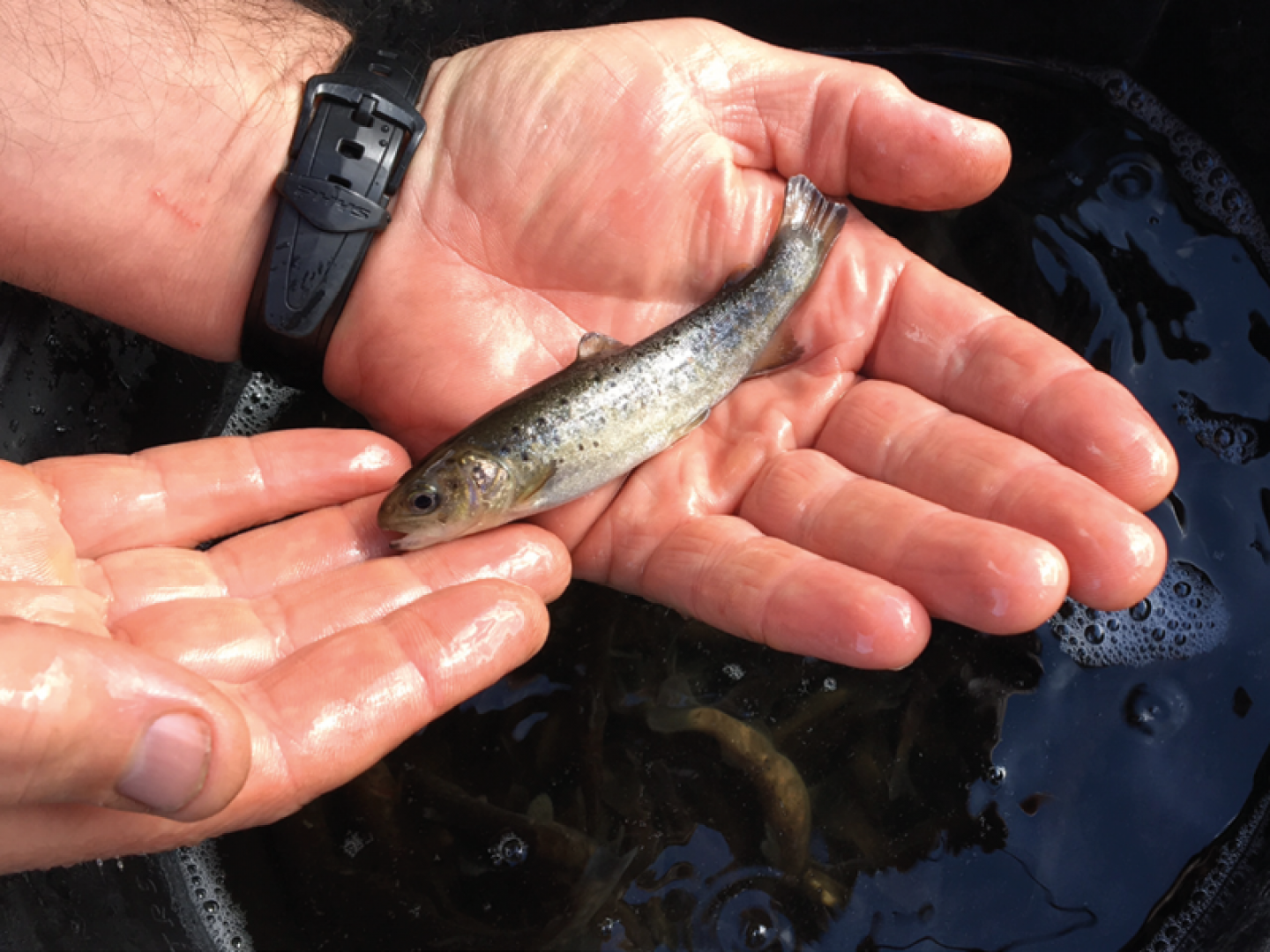 Sea trout © Environment Agency