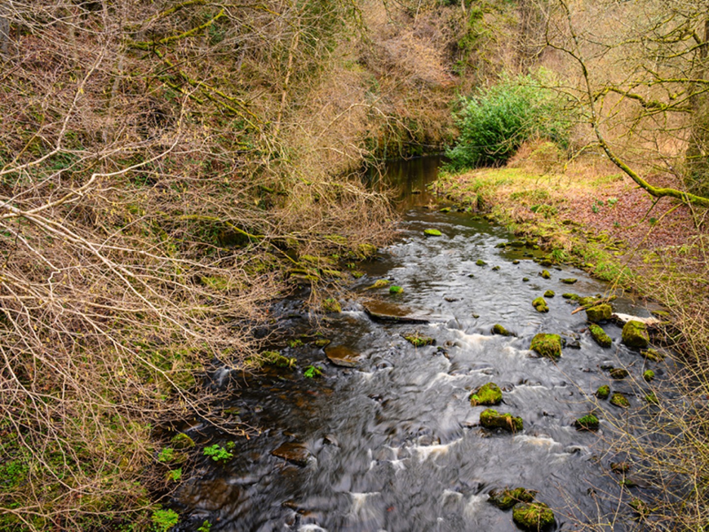 Muggleswick Woods