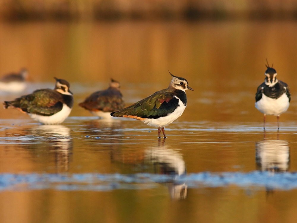 Lapwings 