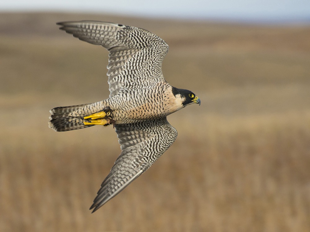 Peregrine Falcon 