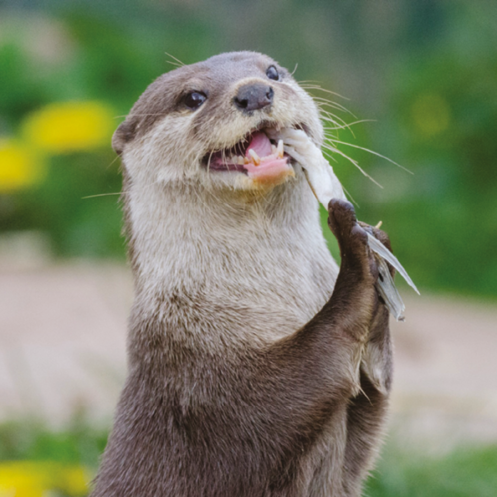 WWT Washington Wetland Centre