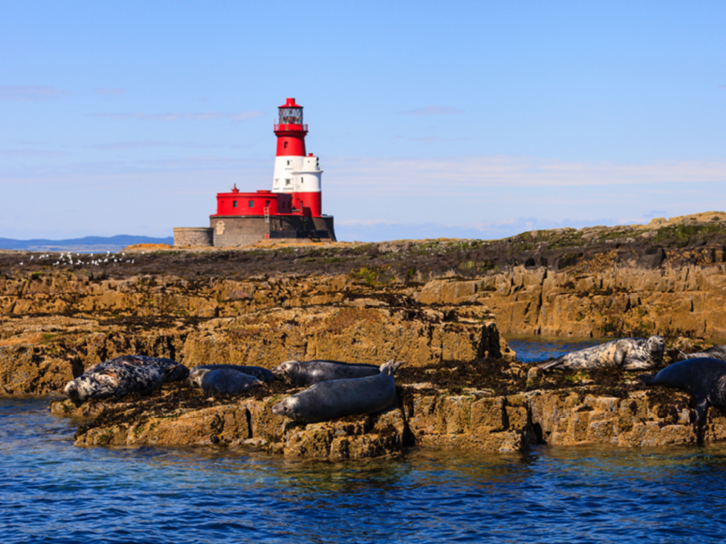 Farne Islands