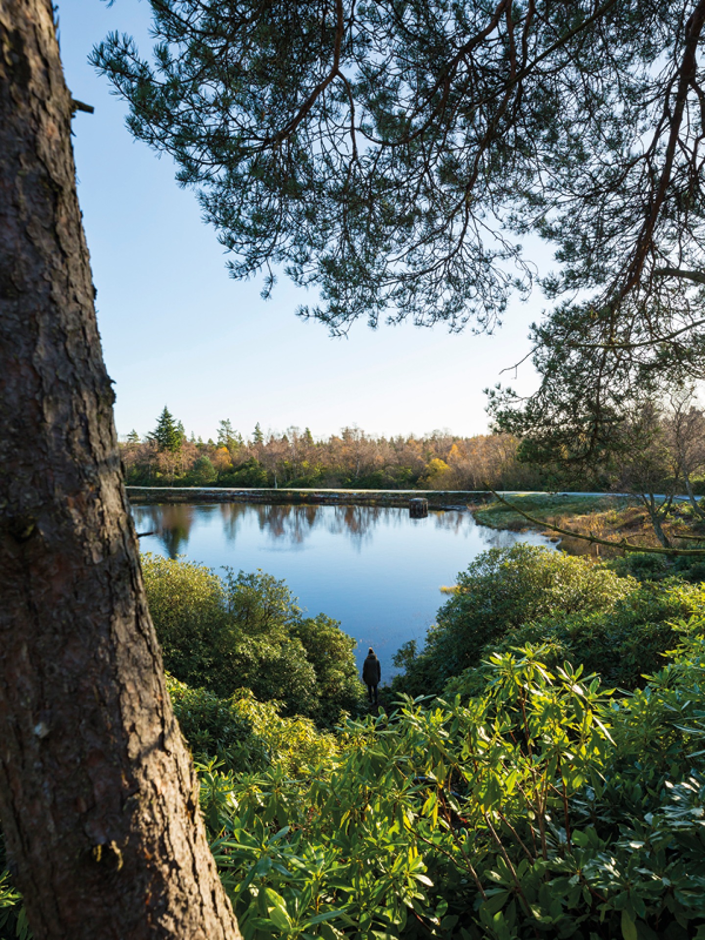 Nelly’s Moss Lake