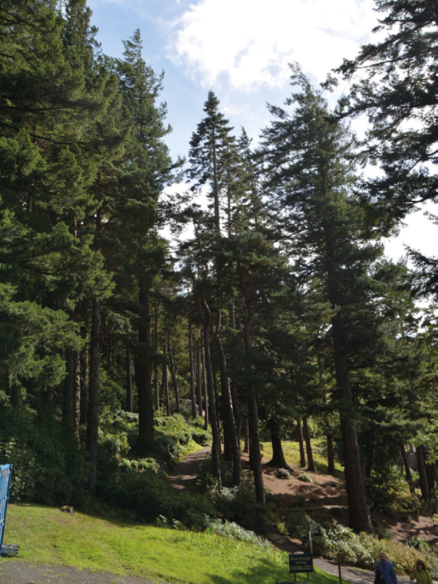 Pinetum