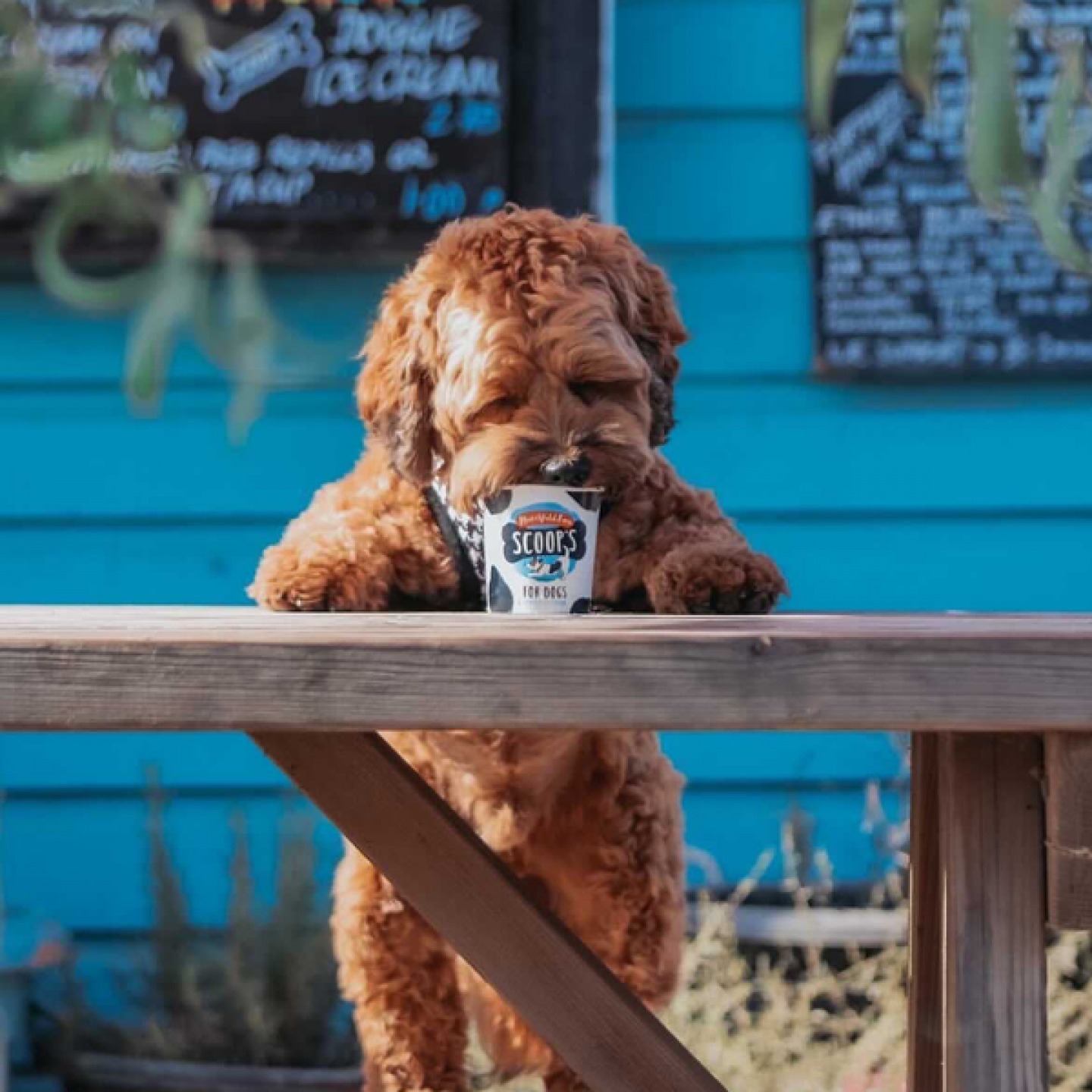 Dog standing on his back legs eating ice cream from a pot