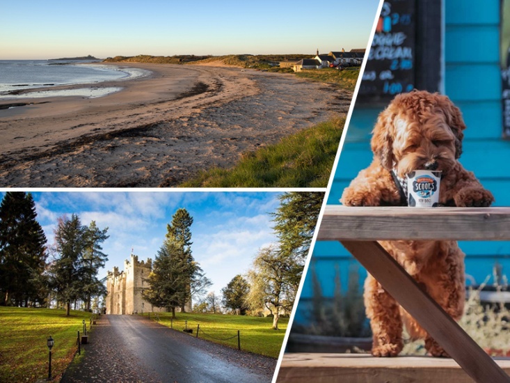 Craster coast, Langley Castle, Dog standing on back legs each dog ice cream from a pot