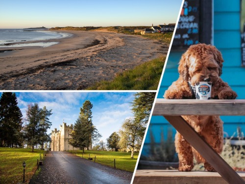 Everything You'll Want To Do With Your Dog in the North East This Month