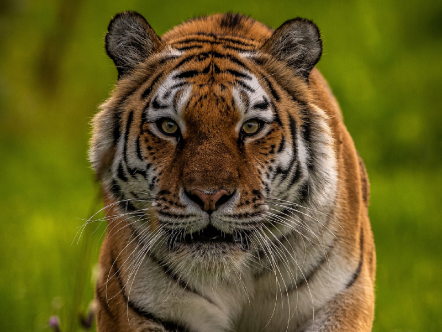 Yorkshire Wildlife Park