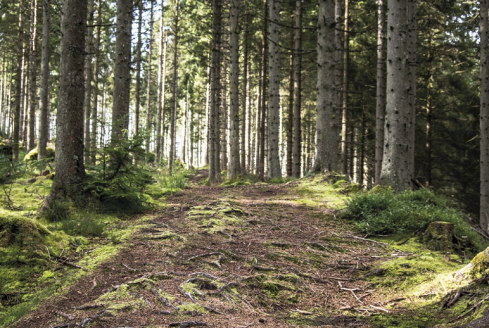 Kielder, Dan May