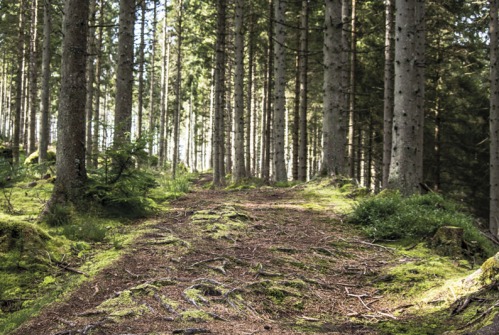 Walk This Way: Kielder
