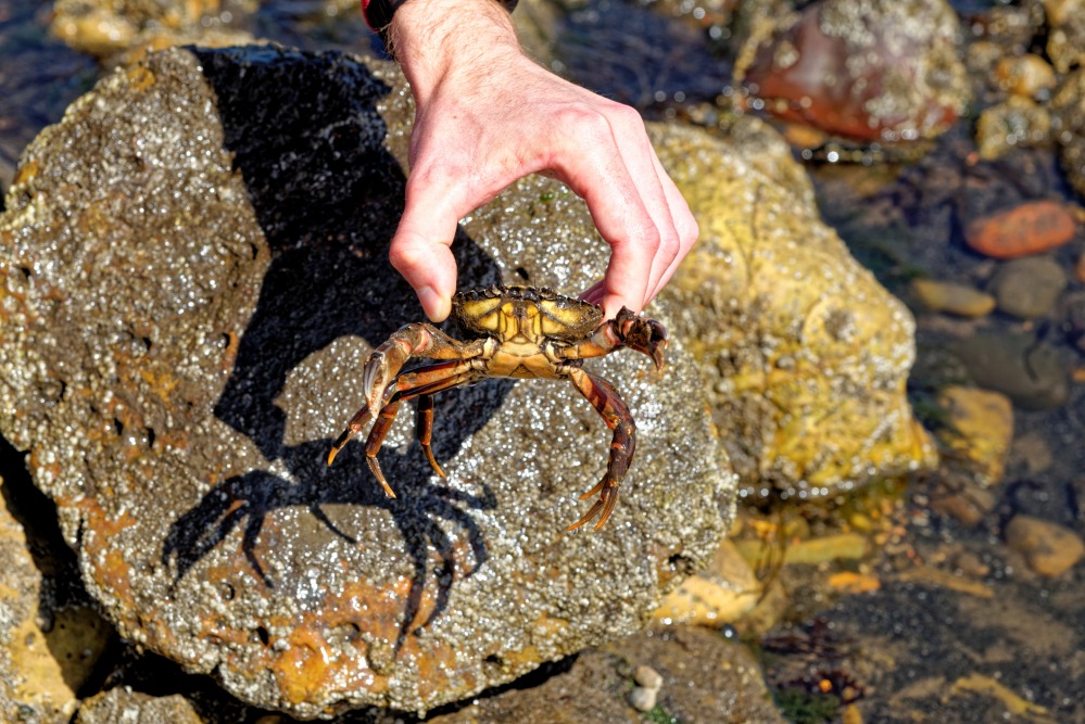 crab