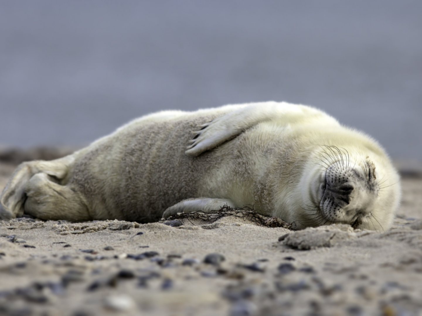 Seal smiling and sleeping
