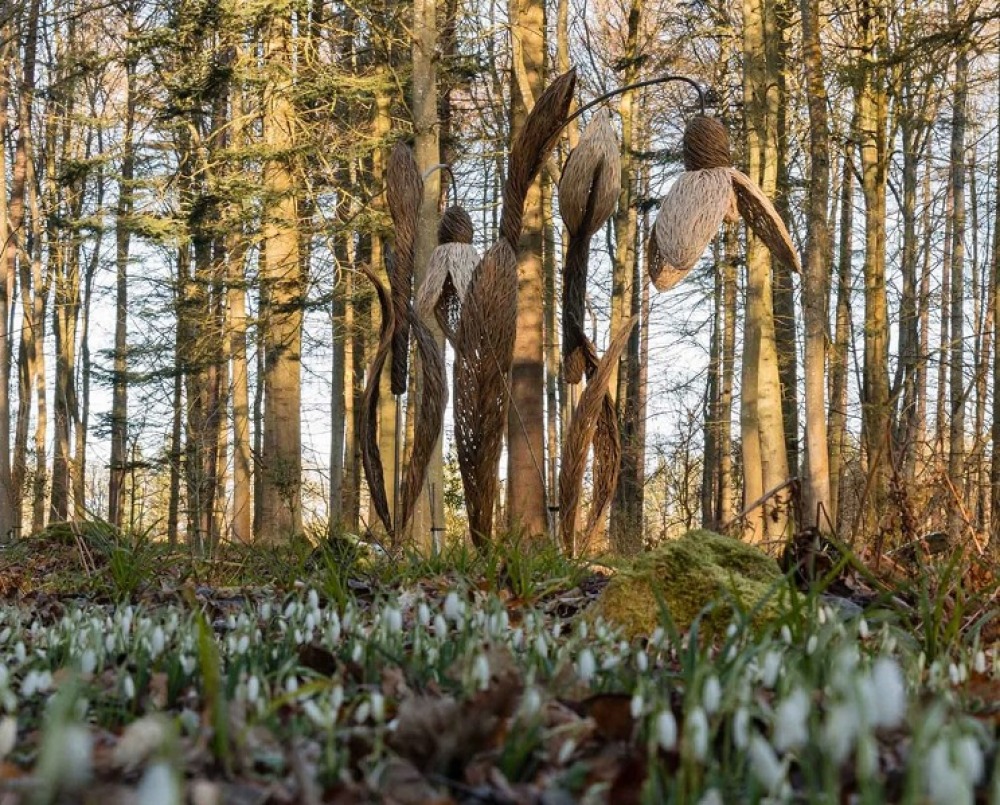 Snowdrop Planting at Wallington