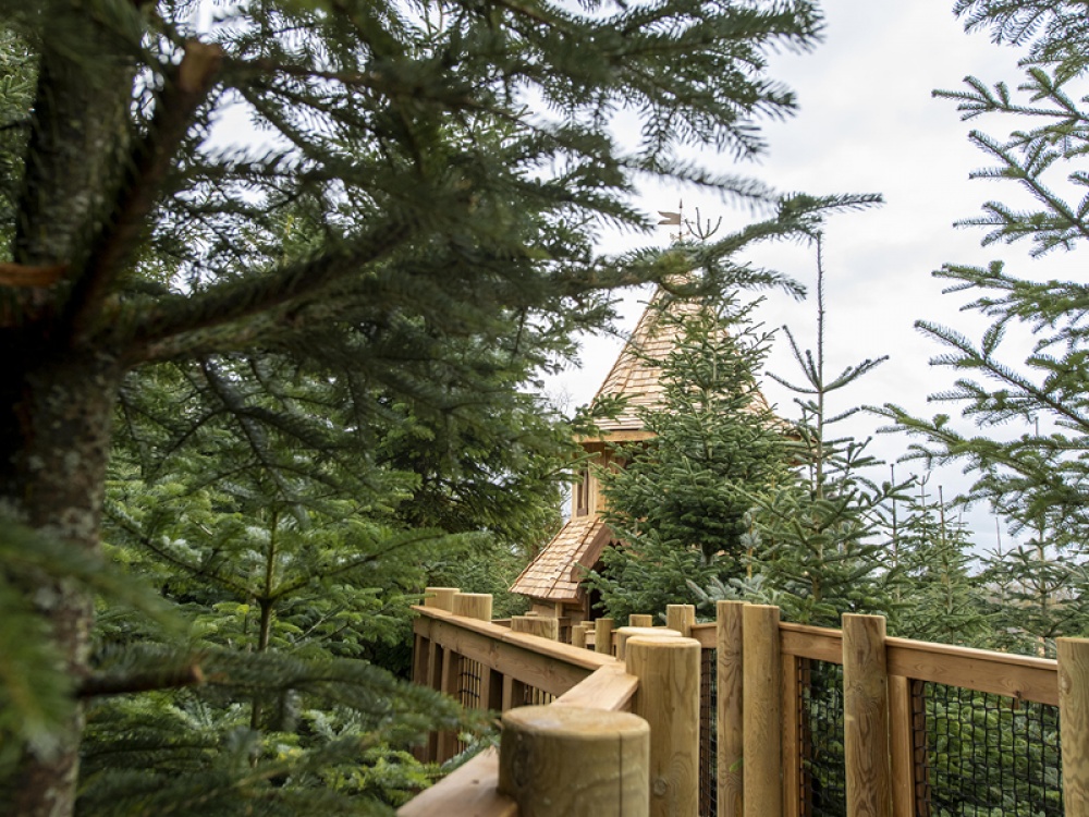 The Plotters' Forest
