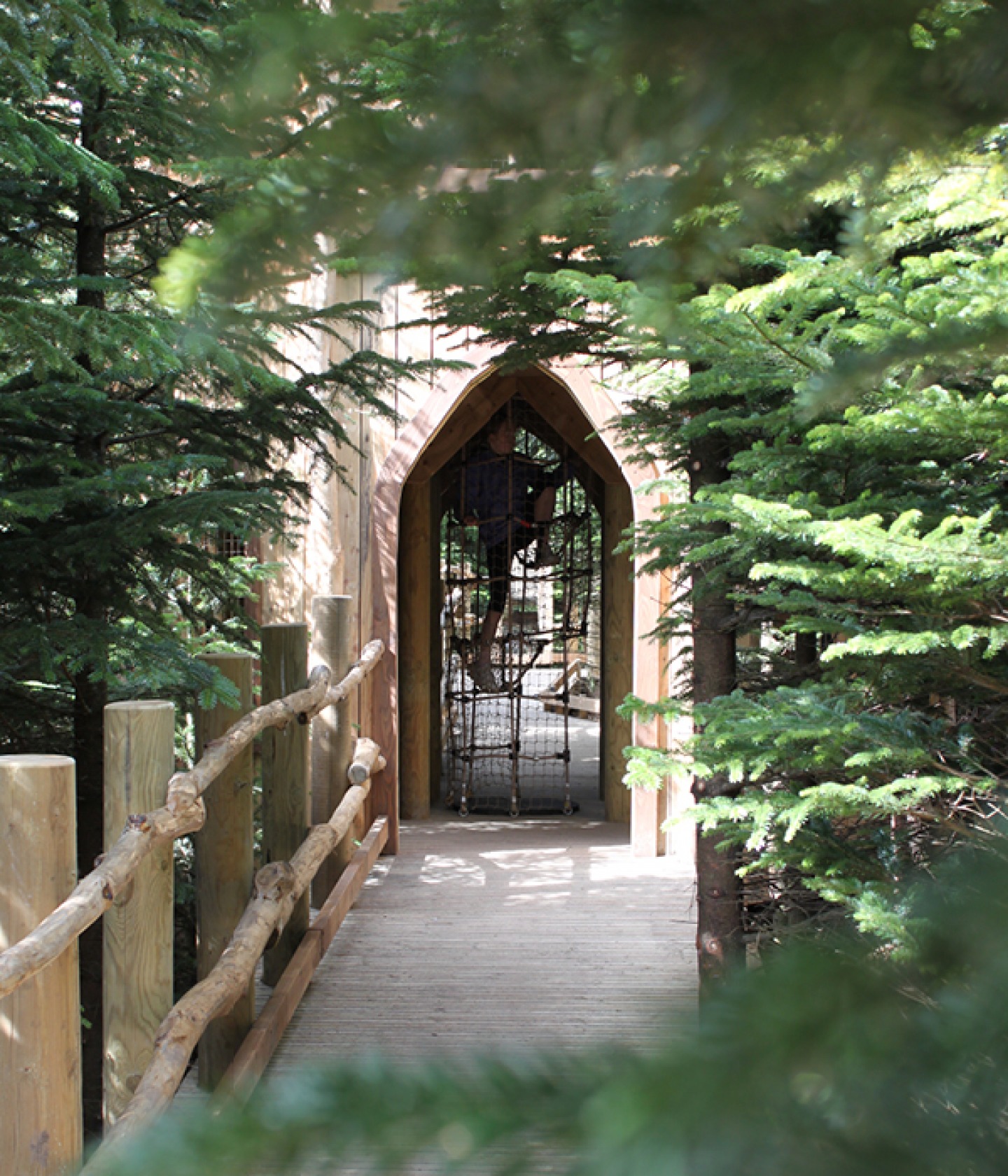 The Plotters' Forest