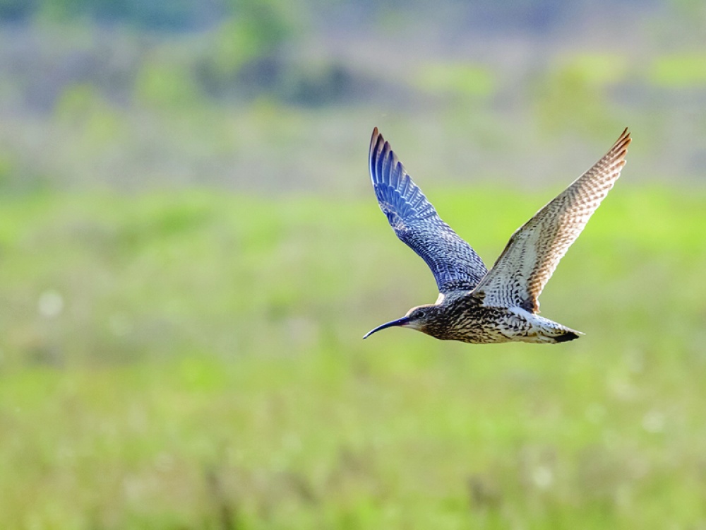 Curlew flying over grassland