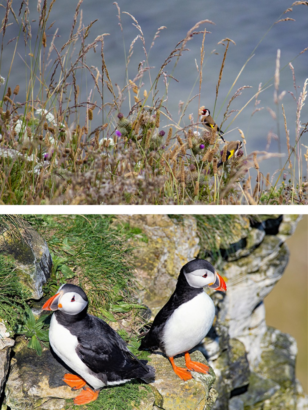 gold finch and puffins in the cliffs