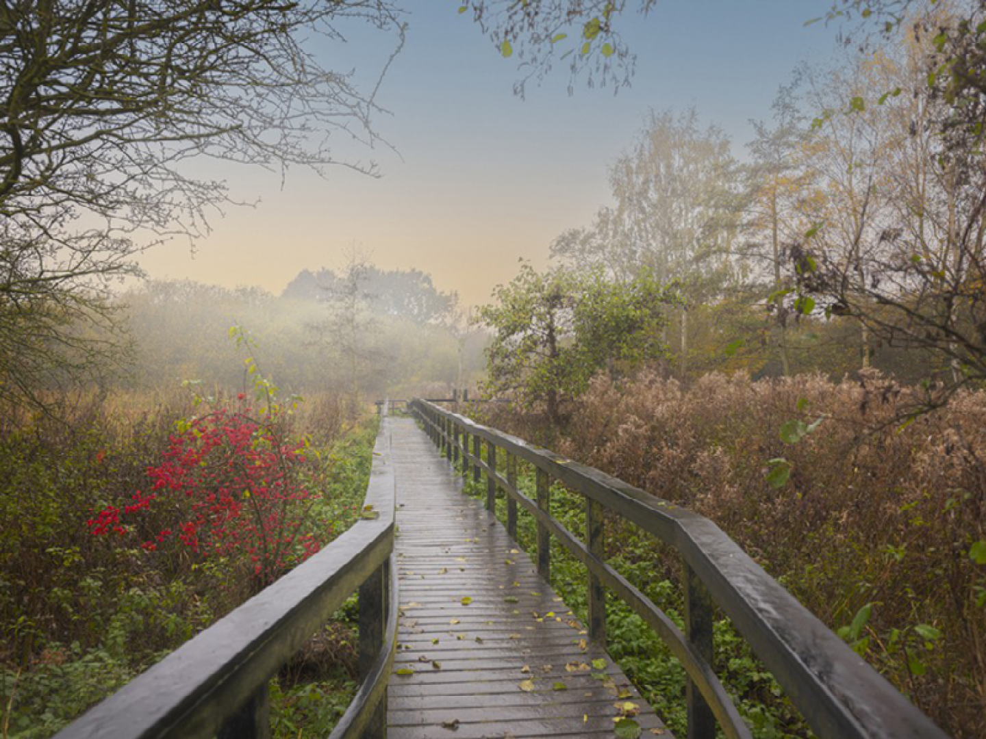 Fairburn Boardwalk (c)  Rosie Dutton (RSPB Images)