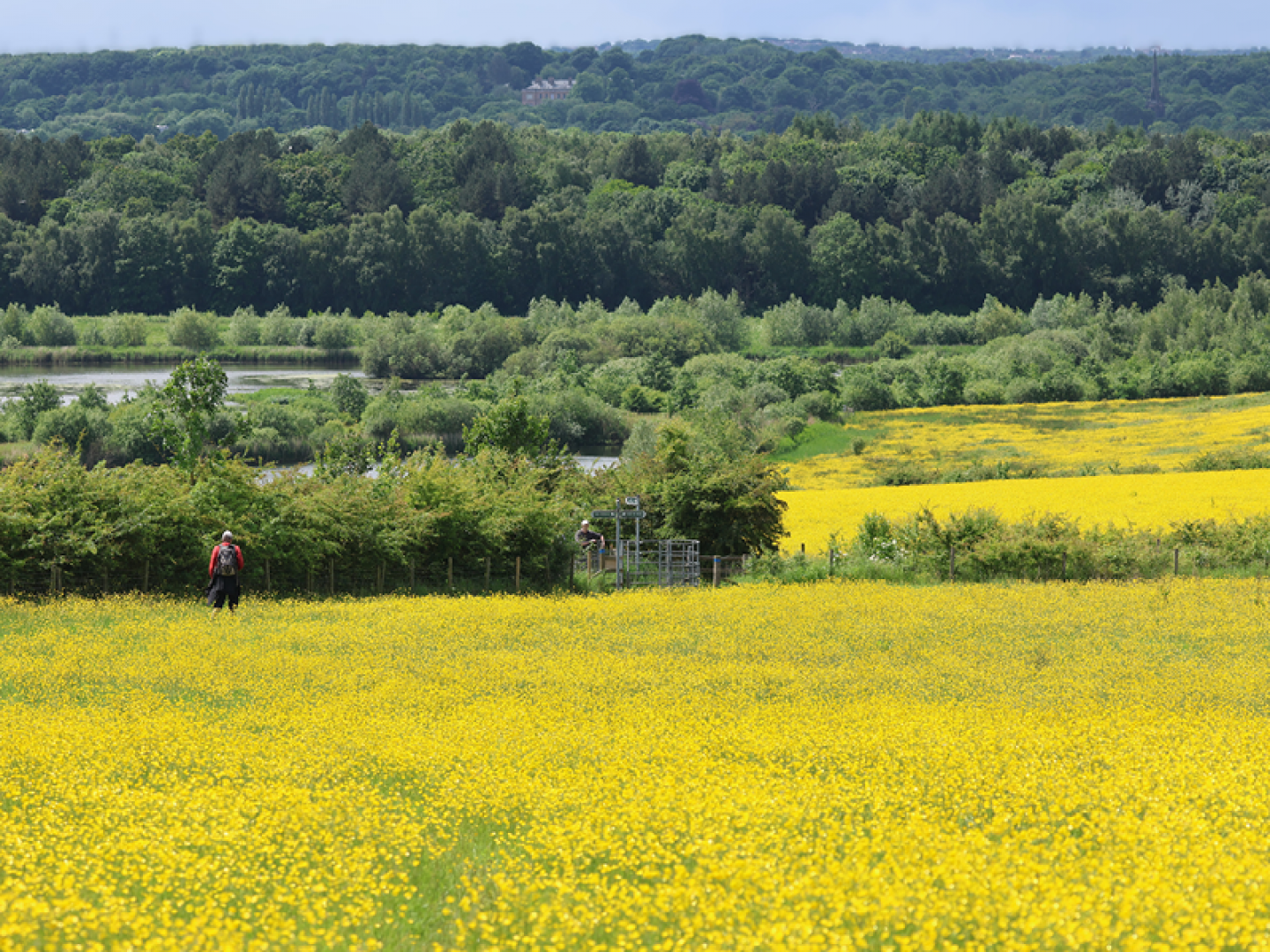 Buttercups hillside (c) Penny Smith