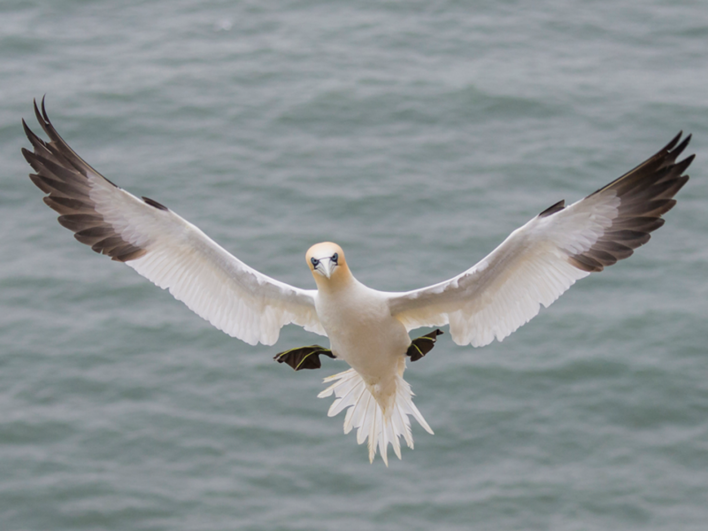 Gannet (c) Katie Nethercoat (RSPB Images)
