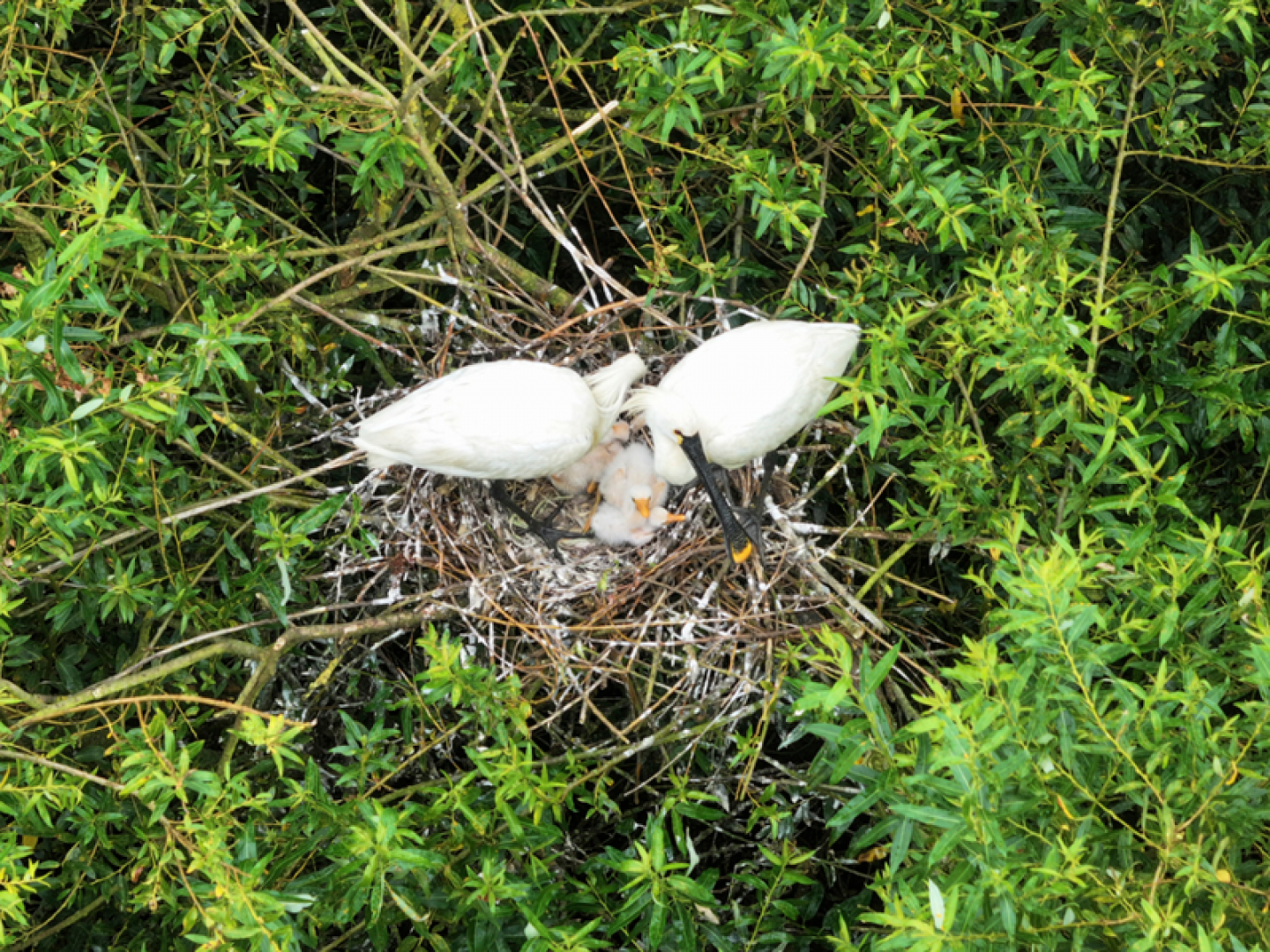 Spoonbills nesting (c) Jonathan Taylor (rspb images)