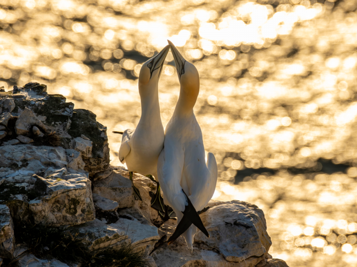 Gannets (c) Sam Turley (rspb-images.com)