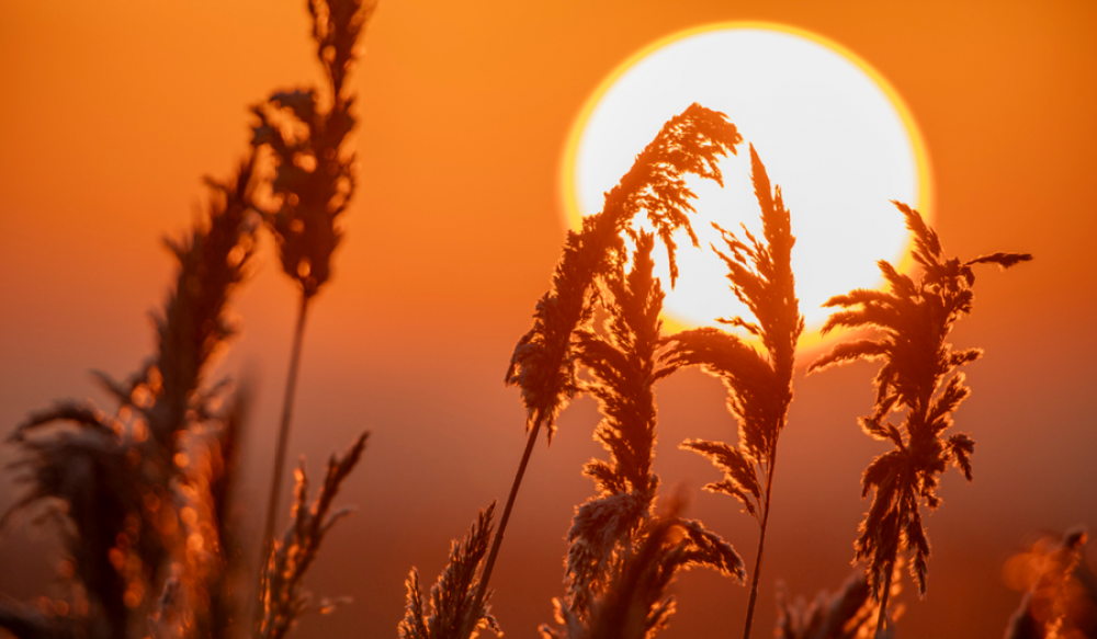 Reedbeds, St Aidans (c) Ben andrews (RSPB Images)