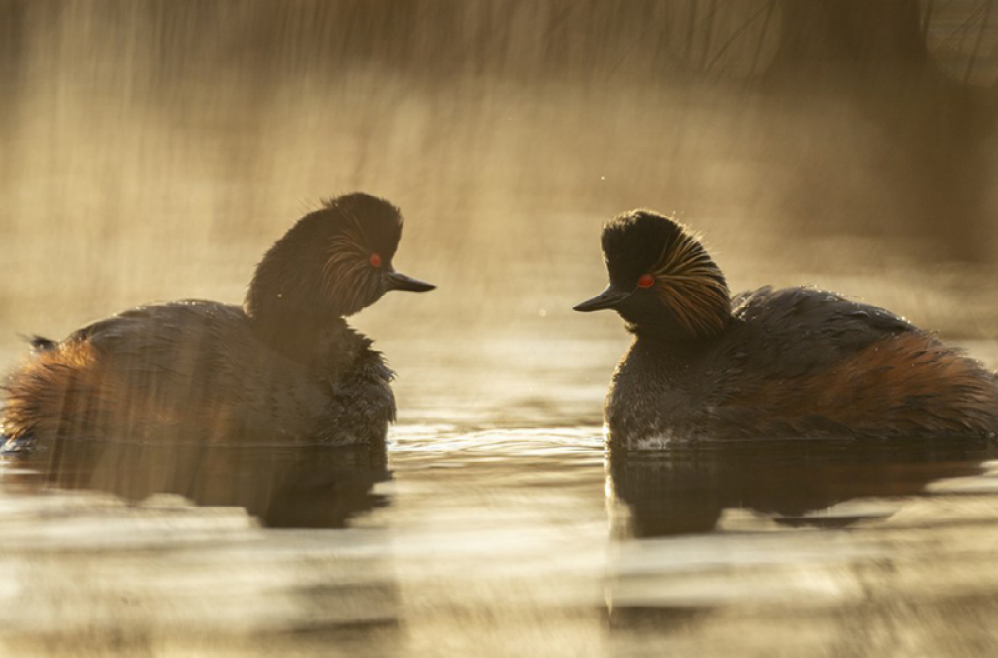 Black necked grebes St Aidans (c) Ben Andrew (RSPB Images)