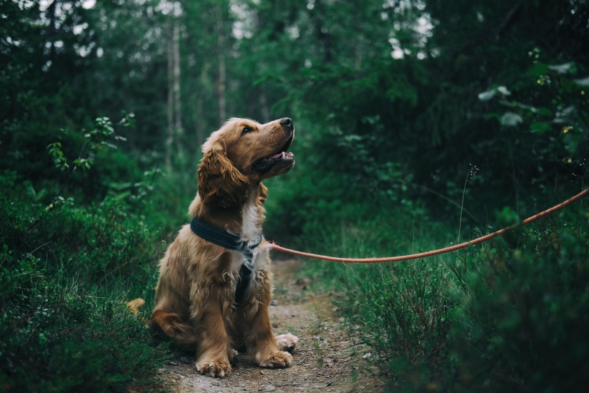 North East's Finest Dog-Walking Spots